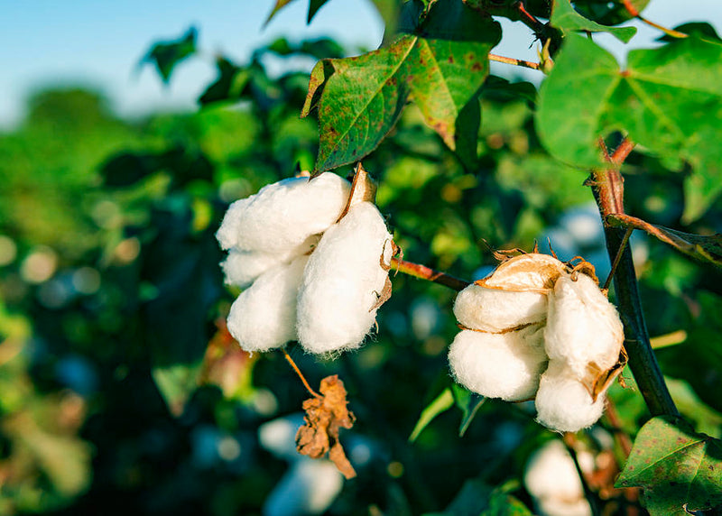 WHY ORGANIC COTTON IS RIGHT FOR US...